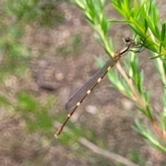 Austrolestes leda (Wandering Ringtail) at Stromlo, ACT - 14 Jan 2022 by trevorpreston