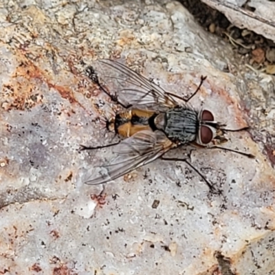 Prosena sp. (genus) (A bristle fly) at Block 402 - 14 Jan 2022 by trevorpreston