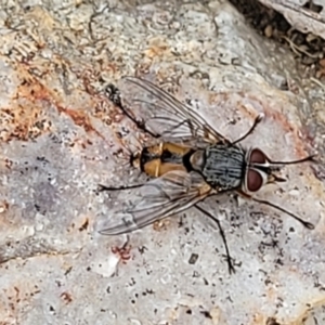 Prosena sp. (genus) at Stromlo, ACT - 14 Jan 2022