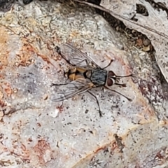 Prosena sp. (genus) at Stromlo, ACT - 14 Jan 2022 11:17 AM