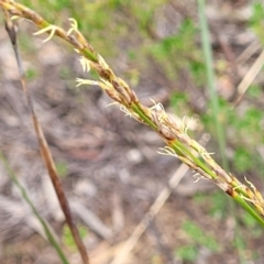 Lepidosperma laterale (Variable Sword Sedge) at Stromlo, ACT - 14 Jan 2022 by tpreston