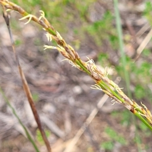 Lepidosperma laterale at Stromlo, ACT - 14 Jan 2022