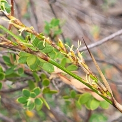 Lepidosperma laterale at Stromlo, ACT - 14 Jan 2022