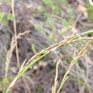 Lepidosperma laterale at Stromlo, ACT - 14 Jan 2022 11:16 AM