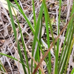 Lepidosperma laterale at Stromlo, ACT - 14 Jan 2022