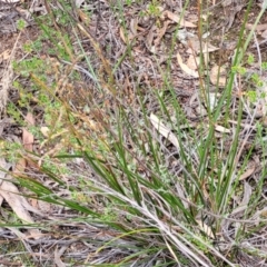 Lepidosperma laterale at Stromlo, ACT - 14 Jan 2022 11:16 AM