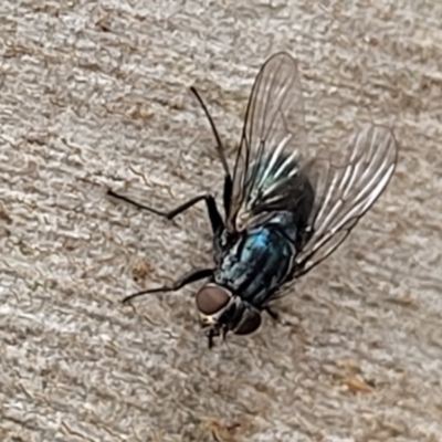 Unidentified Blow fly (Calliphoridae) at Stromlo, ACT - 14 Jan 2022 by trevorpreston