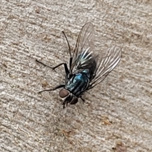 Calliphora vicina at Stromlo, ACT - 14 Jan 2022