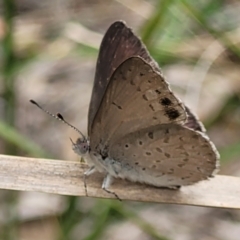 Erina hyacinthina (Varied Dusky-blue) at Stromlo, ACT - 14 Jan 2022 by tpreston