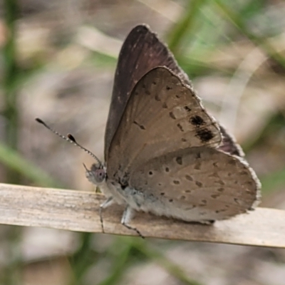 Erina hyacinthina (Varied Dusky-blue) at Block 402 - 14 Jan 2022 by trevorpreston