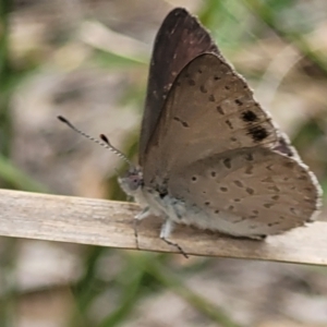 Erina hyacinthina at Stromlo, ACT - 14 Jan 2022