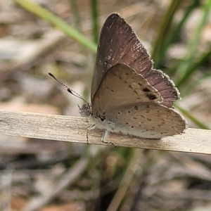 Erina hyacinthina at Stromlo, ACT - 14 Jan 2022