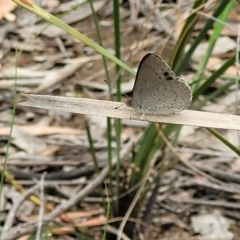 Erina hyacinthina at Stromlo, ACT - 14 Jan 2022