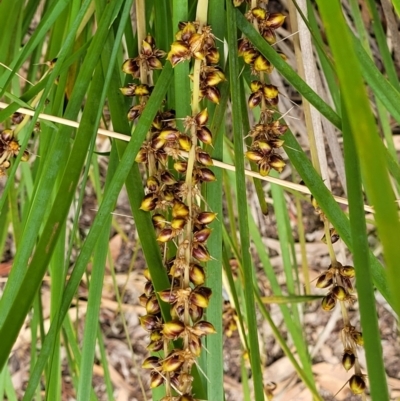 Lomandra longifolia (Spiny-headed Mat-rush, Honey Reed) at Block 402 - 14 Jan 2022 by trevorpreston