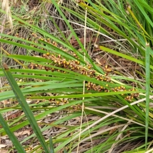 Lomandra longifolia at Stromlo, ACT - 14 Jan 2022