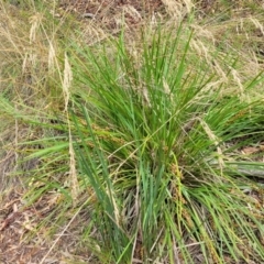 Lomandra longifolia at Stromlo, ACT - 14 Jan 2022