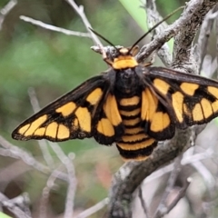Amata (genus) (Handmaiden Moth) at Piney Ridge - 13 Jan 2022 by tpreston