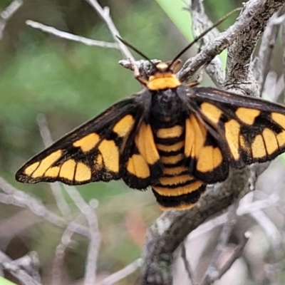 Amata (genus) (Handmaiden Moth) at Piney Ridge - 13 Jan 2022 by tpreston