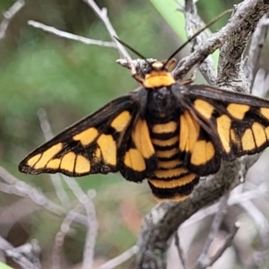 Amata (genus) at Stromlo, ACT - 14 Jan 2022 10:57 AM