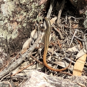 Ctenotus taeniolatus at Stromlo, ACT - 14 Jan 2022 10:48 AM