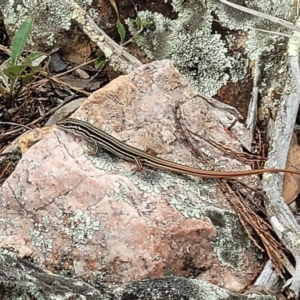 Ctenotus taeniolatus at Stromlo, ACT - 14 Jan 2022