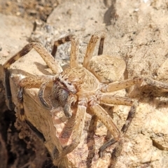 Neosparassus diana at Block 402 - 13 Jan 2022 by trevorpreston