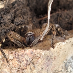 Neosparassus diana at Stromlo, ACT - 14 Jan 2022 10:46 AM