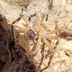 Neosparassus diana at Stromlo, ACT - 14 Jan 2022 10:46 AM