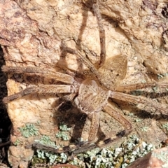 Neosparassus diana at Stromlo, ACT - 14 Jan 2022 10:46 AM