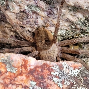 Neosparassus diana at Stromlo, ACT - 14 Jan 2022 10:46 AM