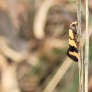 Olbonoma triptycha at Stromlo, ACT - 14 Jan 2022