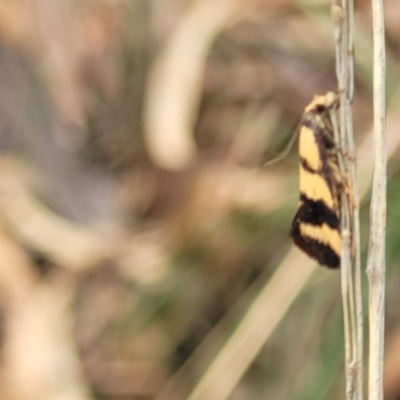 Olbonoma triptycha (Chezela Group) at Stromlo, ACT - 14 Jan 2022 by trevorpreston