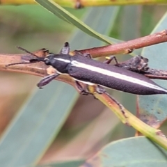 Rhinotia suturalis (Belid weevil) at Stromlo, ACT - 13 Jan 2022 by tpreston