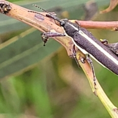 Rhinotia suturalis at Stromlo, ACT - 14 Jan 2022