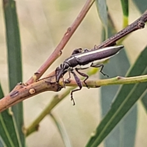 Rhinotia suturalis at Stromlo, ACT - 14 Jan 2022 10:33 AM