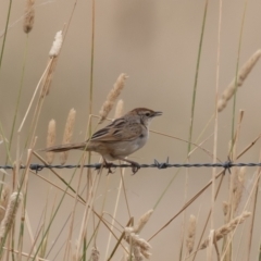 Cincloramphus timoriensis (Tawny Grassbird) at Dunlop, ACT - 13 Jan 2022 by rawshorty