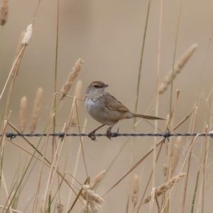 Cincloramphus timoriensis at Dunlop, ACT - 14 Jan 2022