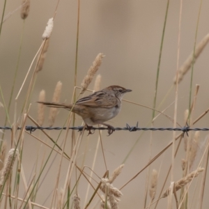 Cincloramphus timoriensis at Dunlop, ACT - 14 Jan 2022