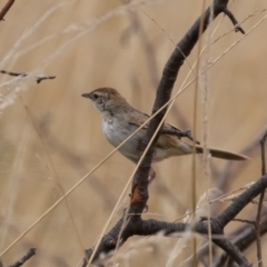 Cincloramphus timoriensis at Dunlop, ACT - 14 Jan 2022