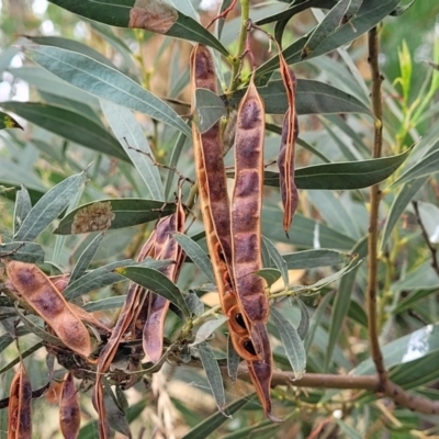 Acacia rubida (Red-stemmed Wattle, Red-leaved Wattle) at Block 402 - 13 Jan 2022 by trevorpreston