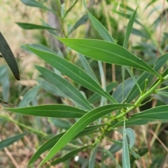 Acacia rubida at Stromlo, ACT - 14 Jan 2022