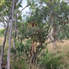 Acacia rubida at Stromlo, ACT - 14 Jan 2022