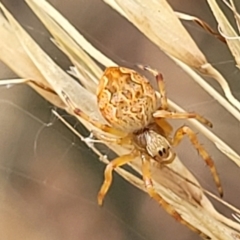 Cyclosa fuliginata (species-group) (An orb weaving spider) at Stromlo, ACT - 13 Jan 2022 by tpreston