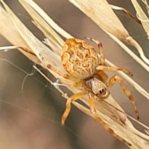 Salsa fuliginata at Stromlo, ACT - 14 Jan 2022