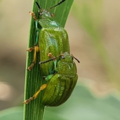 Calomela pallida (Leaf beetle) at Piney Ridge - 13 Jan 2022 by tpreston