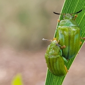 Calomela pallida at Stromlo, ACT - 14 Jan 2022