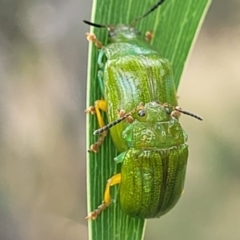 Calomela pallida at Stromlo, ACT - 14 Jan 2022