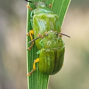 Calomela pallida at Stromlo, ACT - 14 Jan 2022