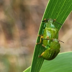 Calomela pallida at Stromlo, ACT - 14 Jan 2022