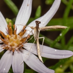 Platyptilia celidotus at Latham, ACT - 14 Jan 2022